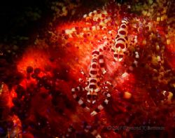 Two coleman shrimp taken at the basura site in Anilao, Ba... by Raymond Bersamin 